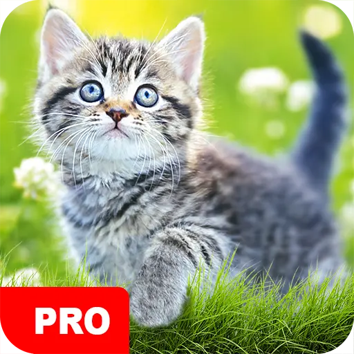 Cat Wallpapers PRO icon