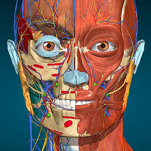 Anatomy Learning - 3D Anatomy icon