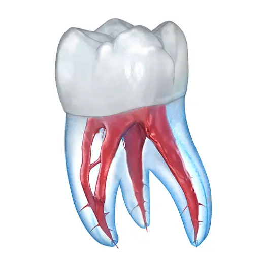 Dental 3D Illustrations icon