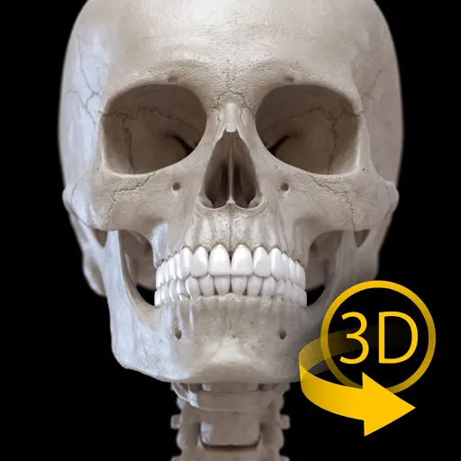 Skeleton | 3D Anatomy icon