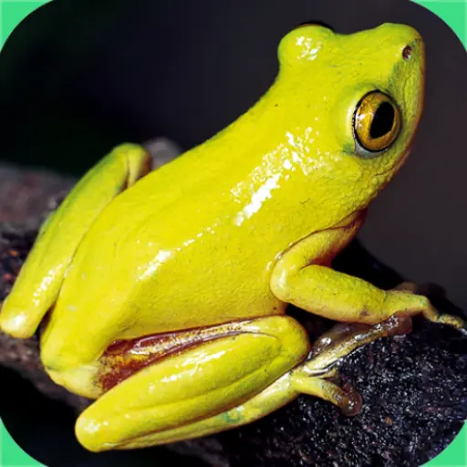 Frogs of Southern Africa icon