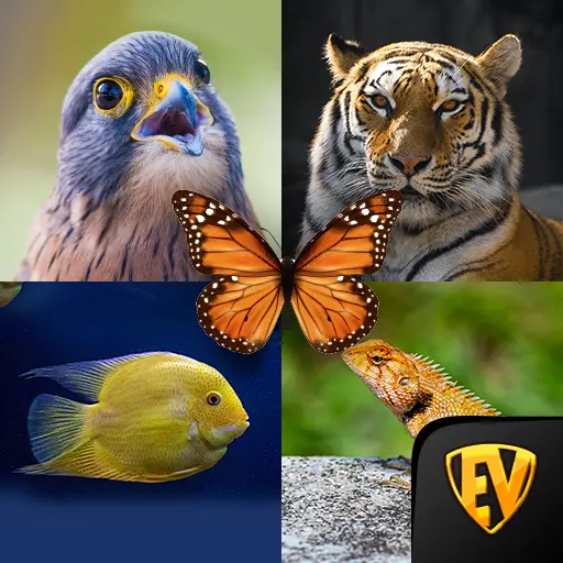 Zoology: Animal Kingdom Study icon