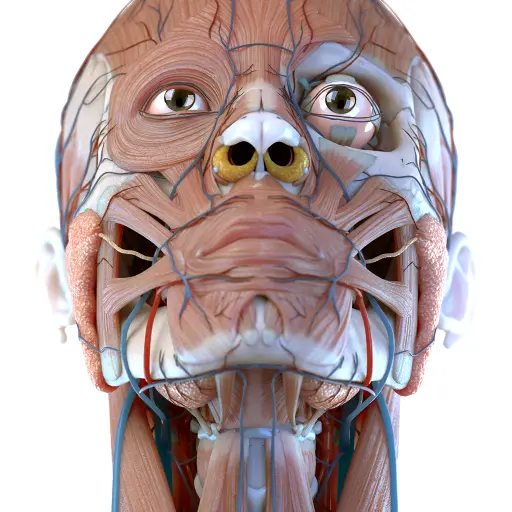 Visual Anatomy 3D - Human body icon