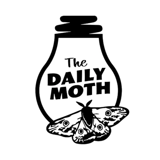 The Daily Moth icon