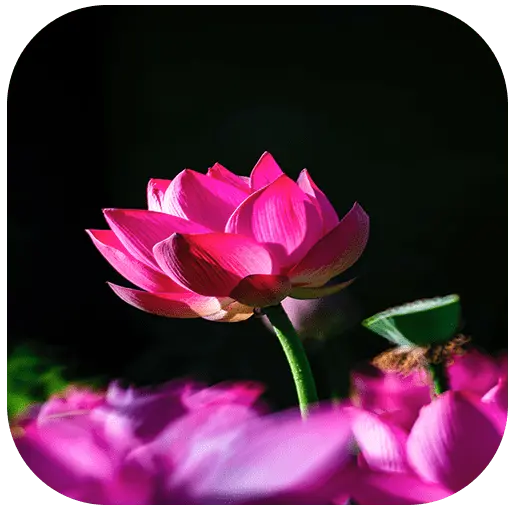 Flower Wallpapers icon