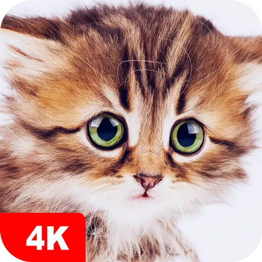 Cute Animal Wallpapers 4K icon