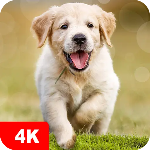 Dog Wallpapers & Puppy 4K icon