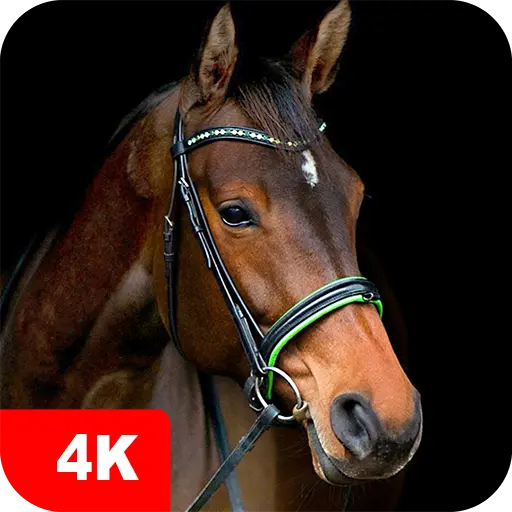 Horse Wallpapers 4K icon