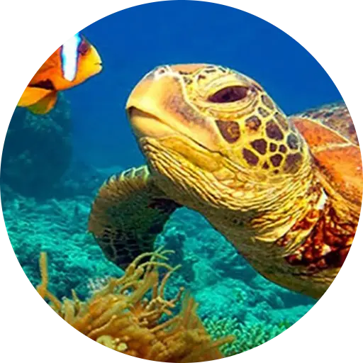 NatGeo Wild HD (Unofficial) icon