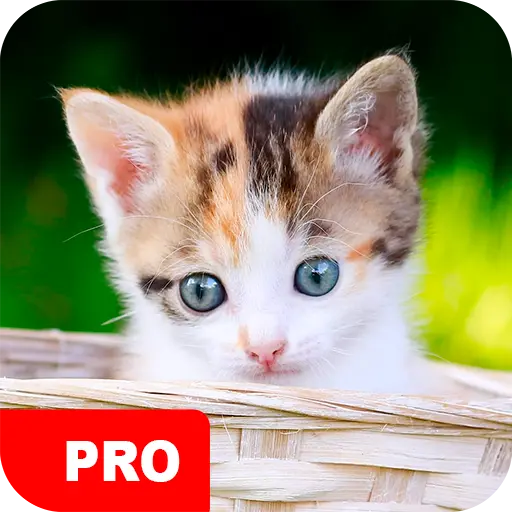 Kitten Wallpapers PRO icon