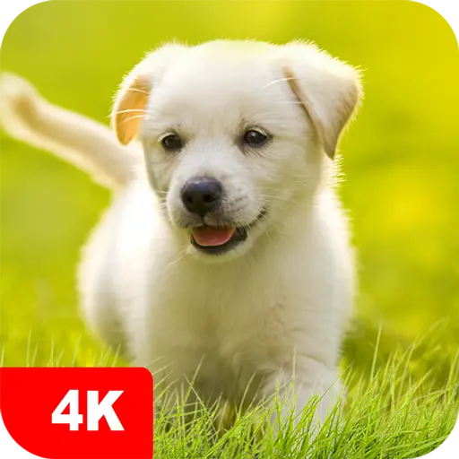 Puppy Wallpapers 4K icon