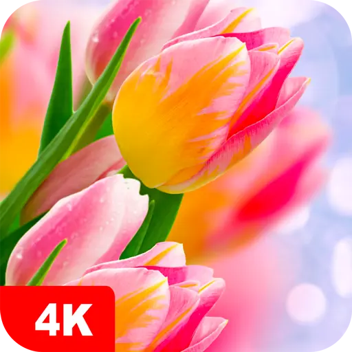 Tulip Wallpapers 4K icon